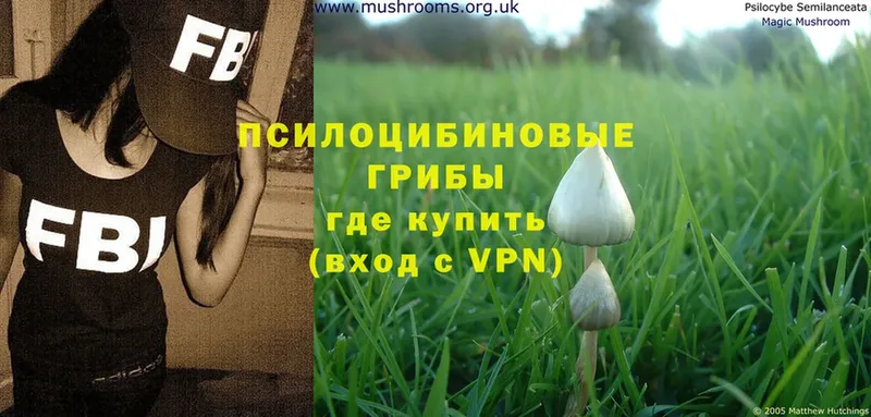 где купить наркотик  Новоалтайск  Галлюциногенные грибы MAGIC MUSHROOMS 