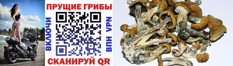 блэк спрут ССЫЛКА  где продают   Новоалтайск  Галлюциногенные грибы Magic Shrooms 
